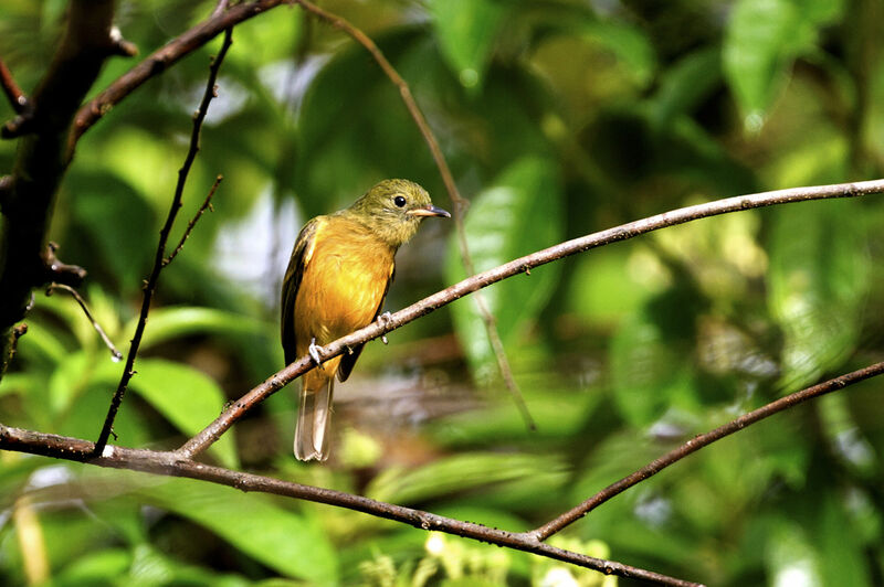 Ochre-bellied Flycatcher