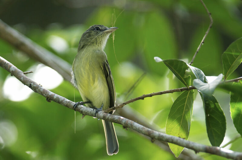 Platyrhynque jaune-olive, Nidification