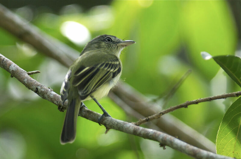 Platyrhynque jaune-olive