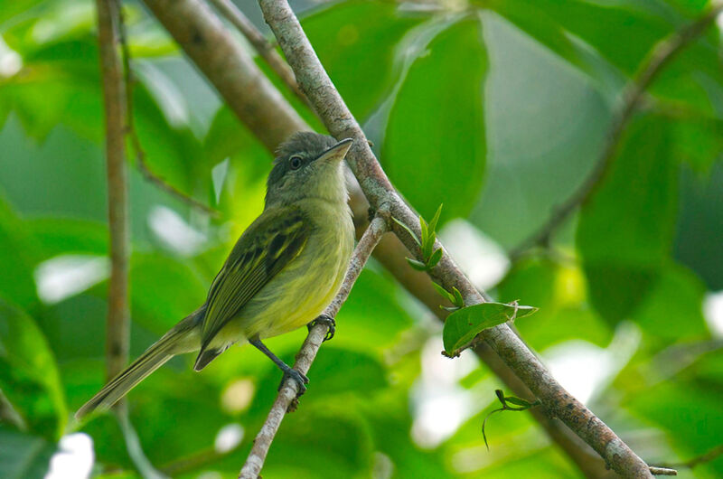 Platyrhynque jaune-olive