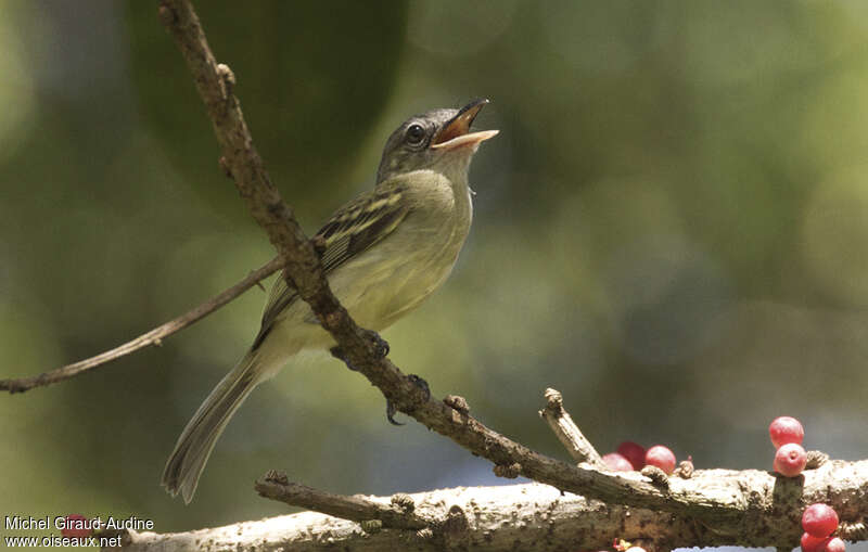 Platyrhynque jaune-oliveadulte, chant