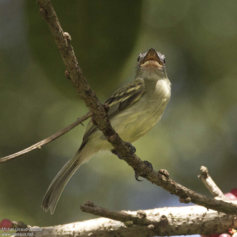 Yellow-olive Flatbilladult, close-up portrait