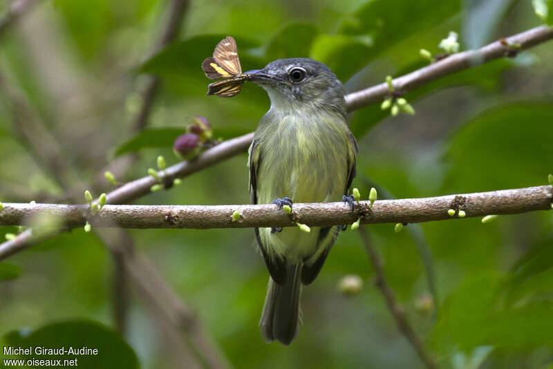 Platyrhynque poliocéphaleadulte, régime