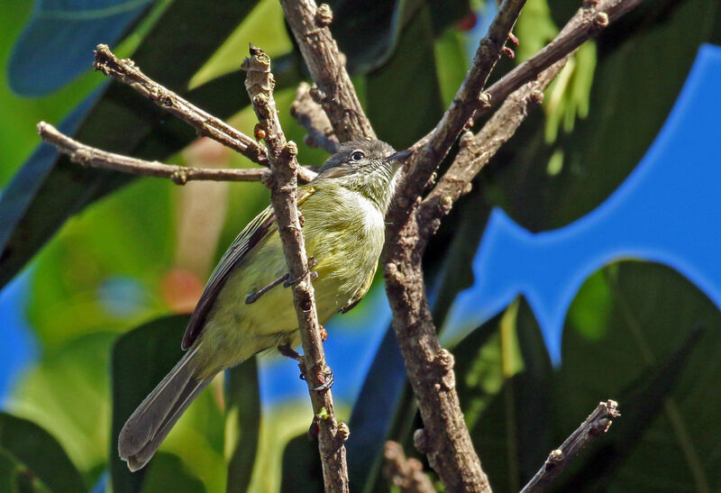 Platyrhynque poliocéphale