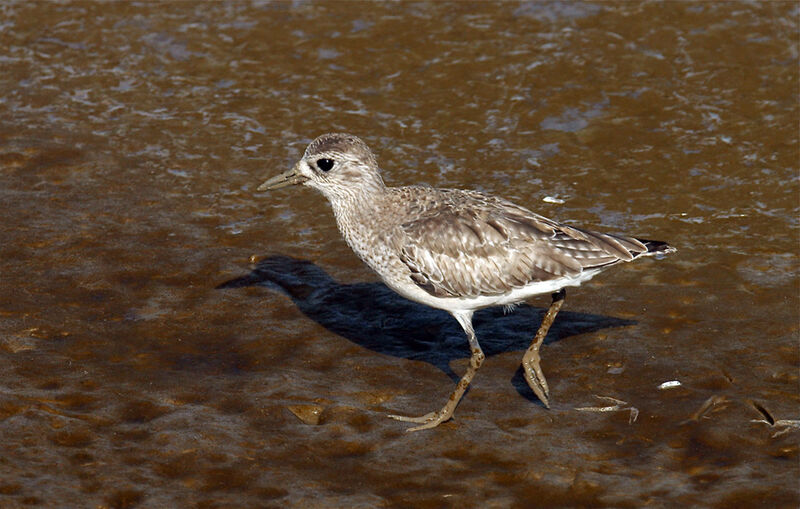 Grey Plover