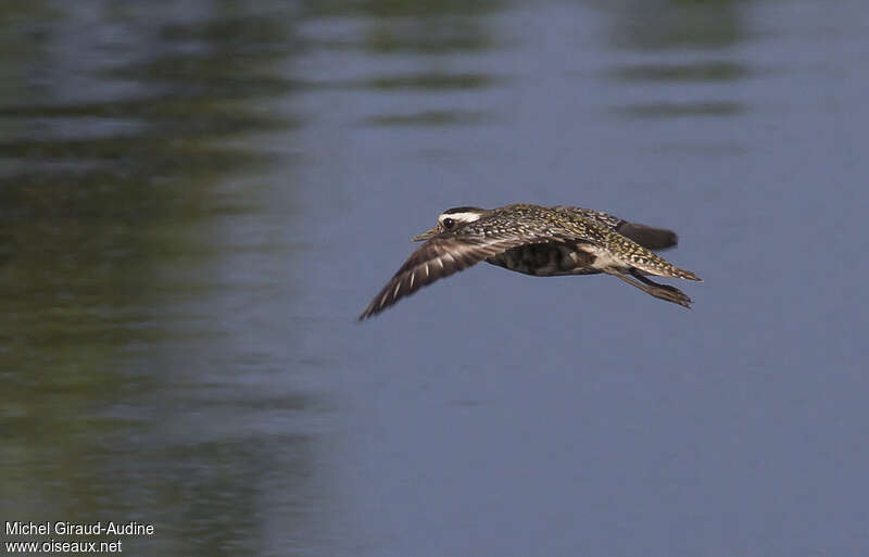 American Golden Ploveradult transition, Flight