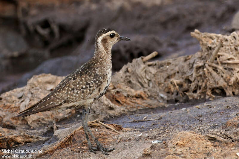 American Golden Ploveradult transition