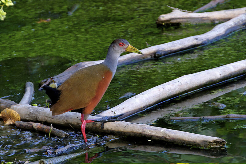 Grey-cowled Wood Rail