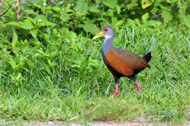 Grey-cowled Wood Rail