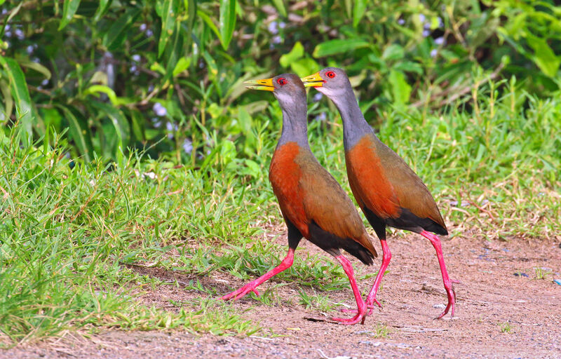 Râle de Cayenne