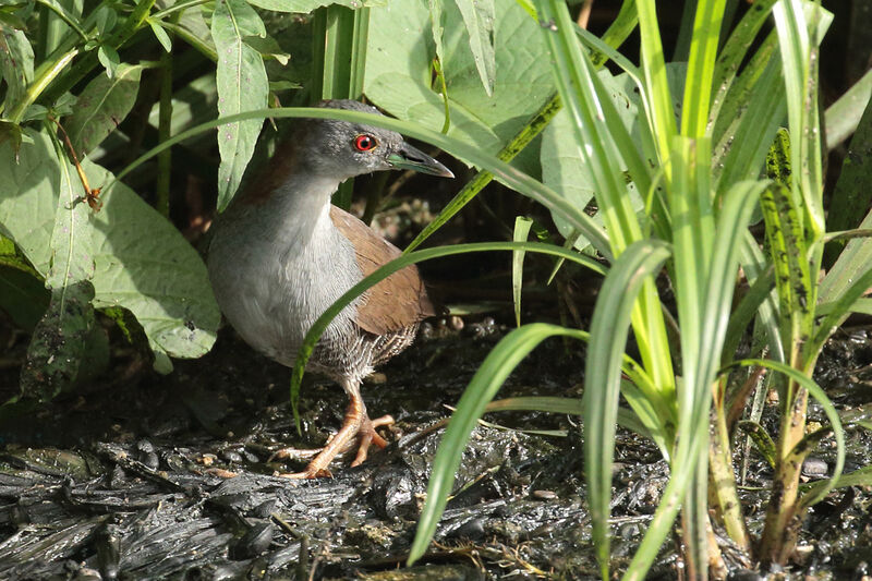 Grey-breasted Crakeadult