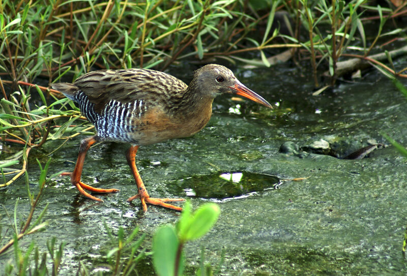 Mangrove Rail