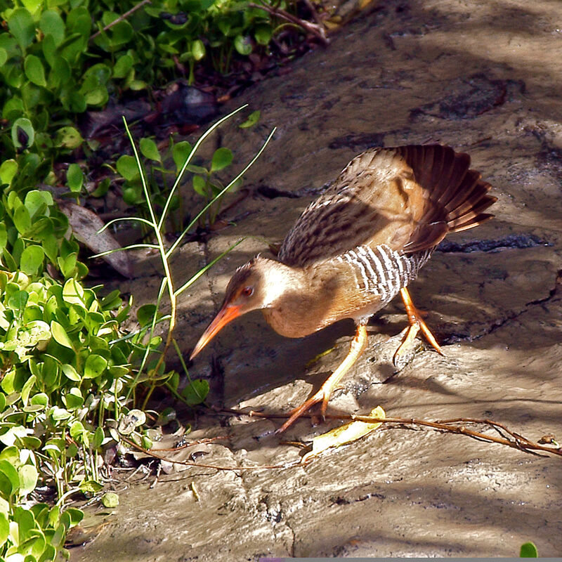 Mangrove Rail