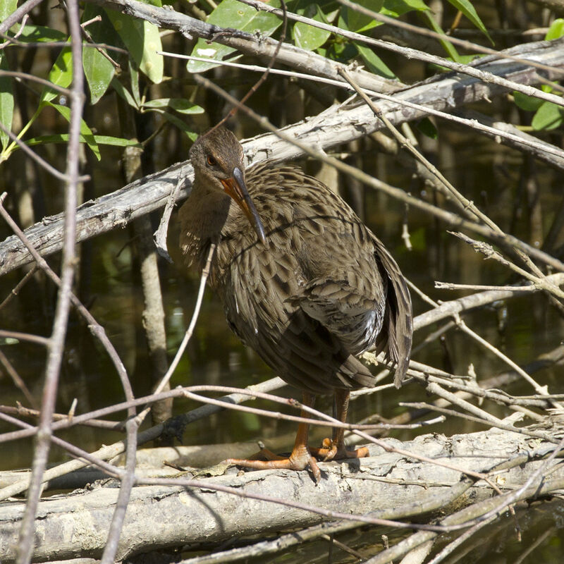 Mangrove Rail