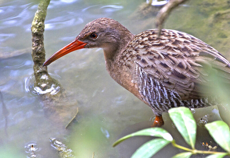 Mangrove Rail, close-up portrait