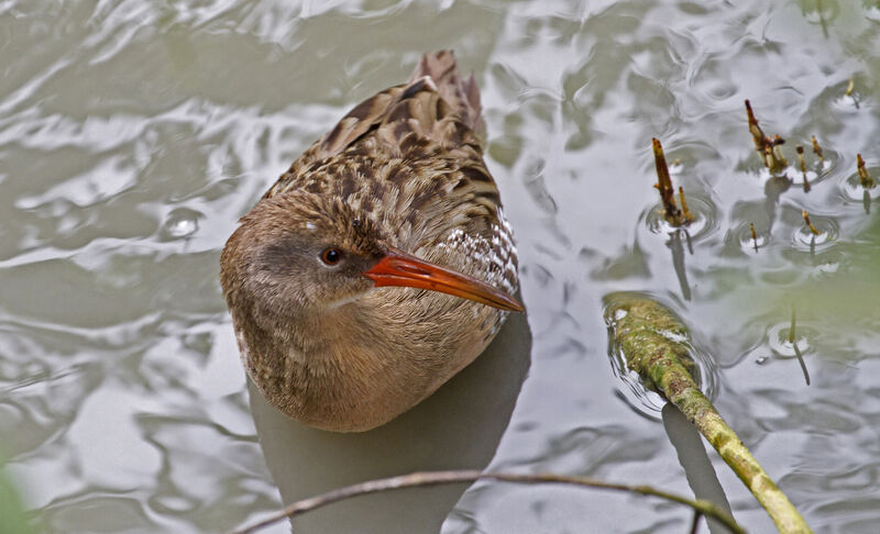 Mangrove Railadult, swimming