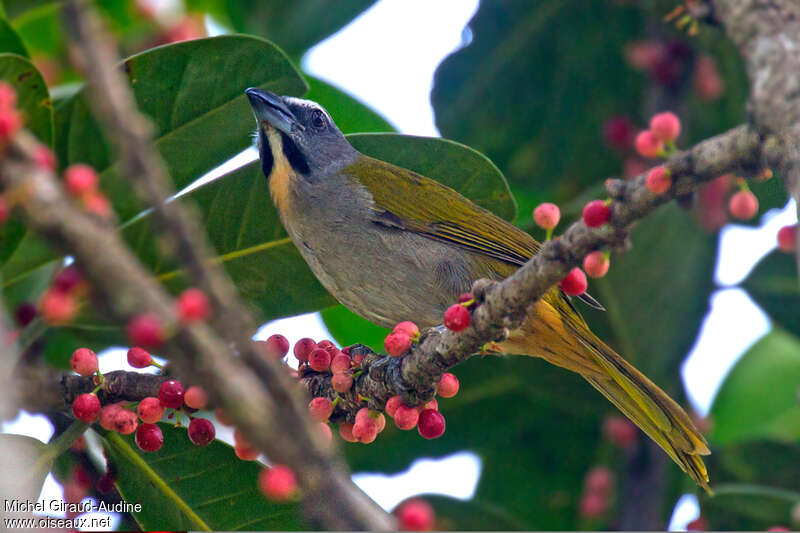 Buff-throated Saltatoradult, Behaviour