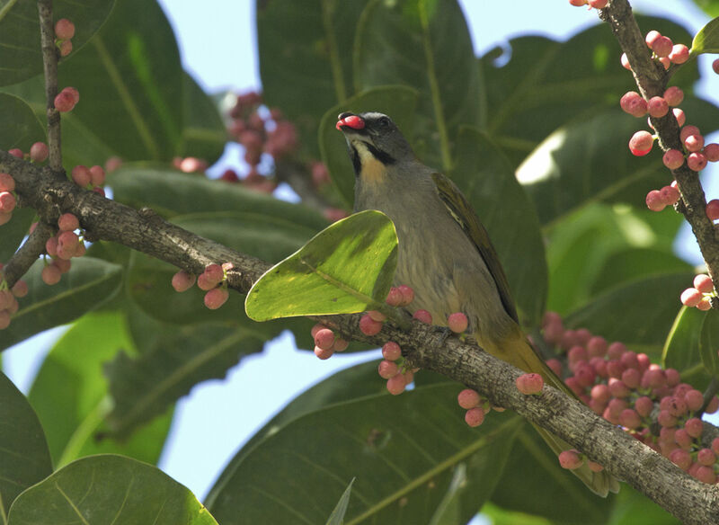 Buff-throated Saltator, feeding habits