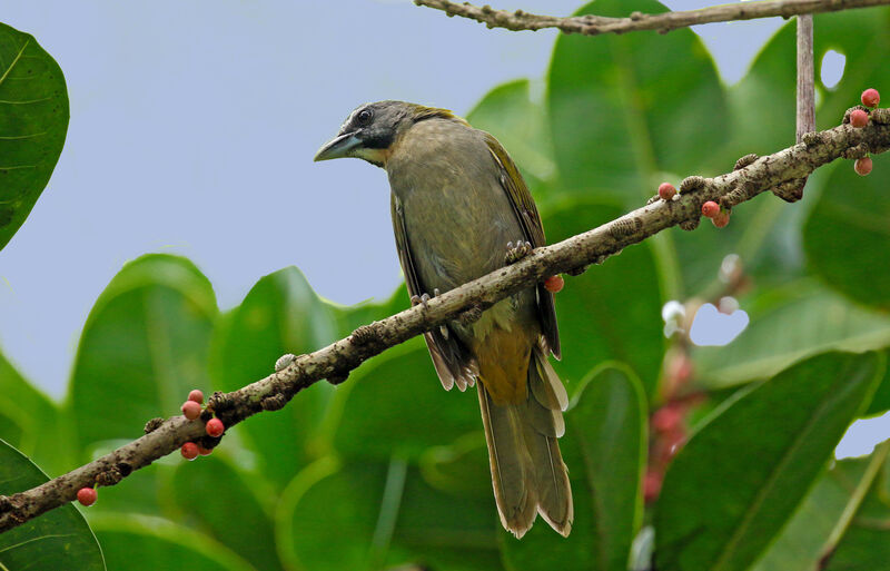 Buff-throated Saltatoradult