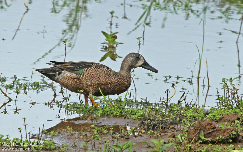 Sarcelle à ailes bleues mâle adulte, habitat