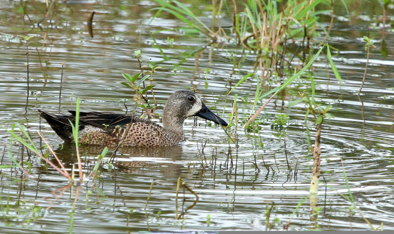 Sarcelle à ailes bleues mâle adulte