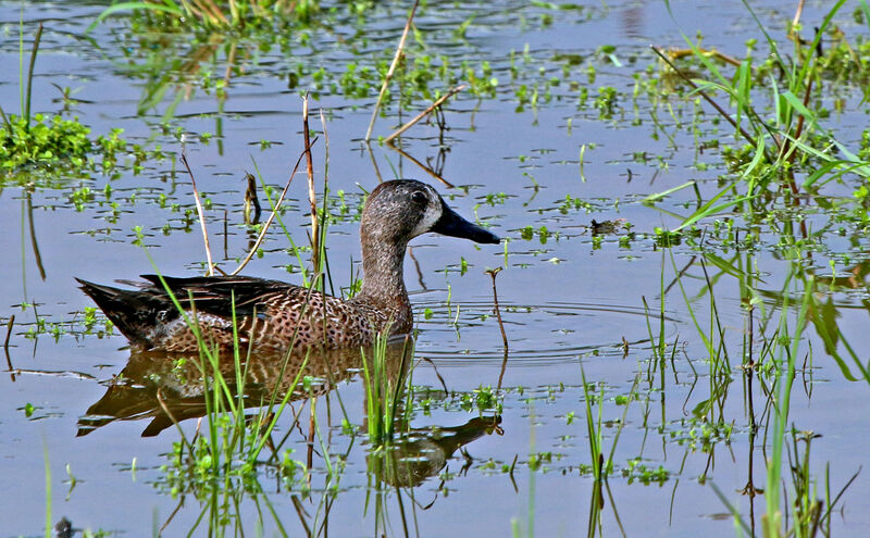 Sarcelle à ailes bleues