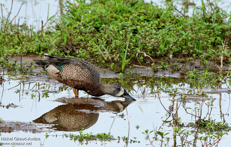 Sarcelle à ailes bleues mâle adulte, mange