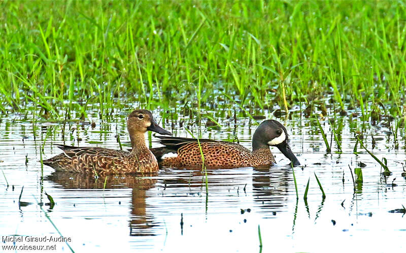 Blue-winged Tealadult breeding, habitat, pigmentation