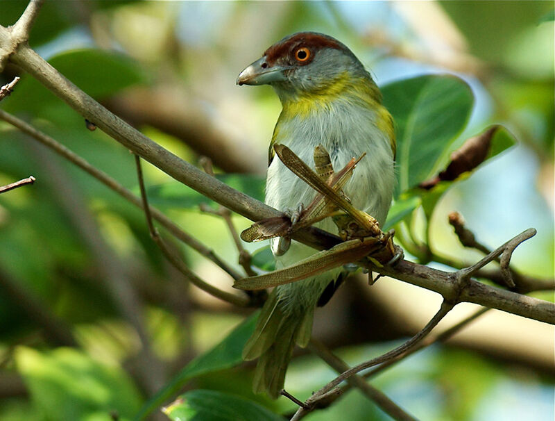 Sourciroux mélodieux, identification