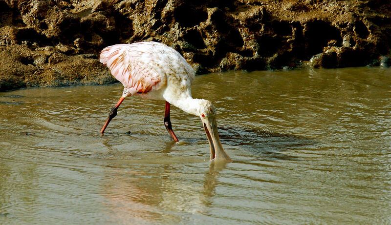 Roseate Spoonbill