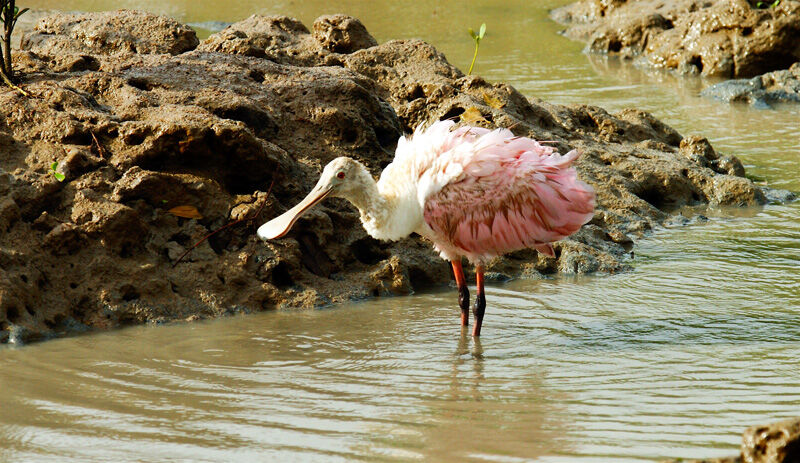 Roseate Spoonbill