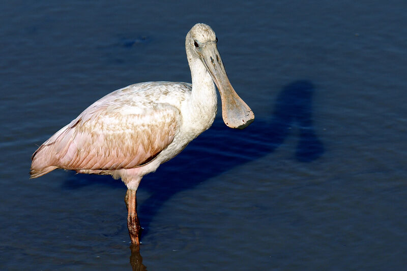 Roseate Spoonbill