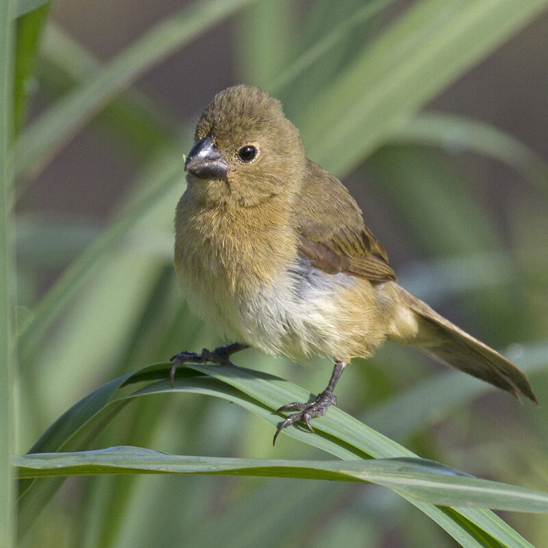 Sporophile à ailes blanches femelle adulte