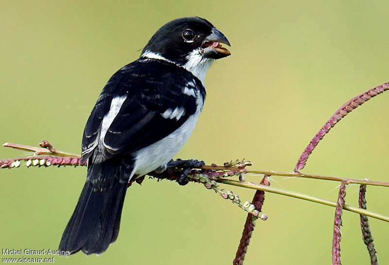 Sporophile à ailes blanches mâle adulte, identification