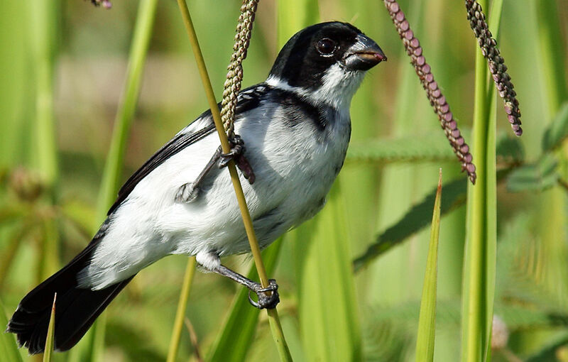 Wing-barred Seedeater male adult, identification