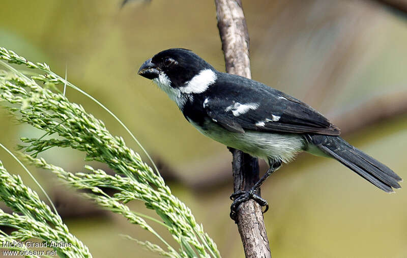 Wing-barred Seedeater male adult, identification