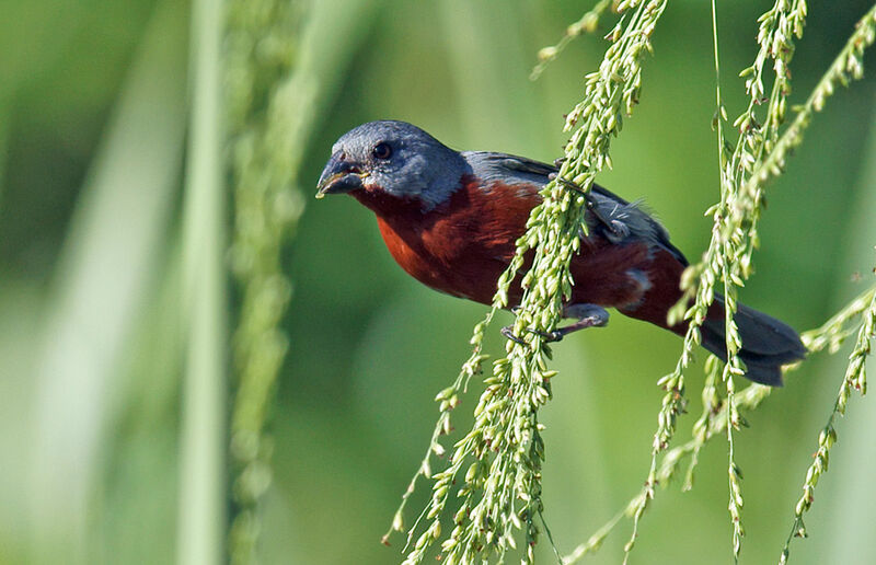 Chestnut-bellied Seedeater male adult