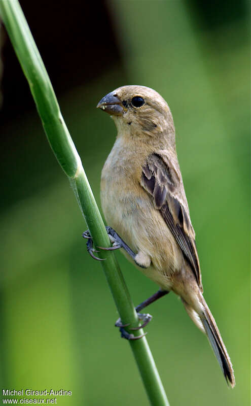 Chestnut-bellied Seedeater female adult, close-up portrait