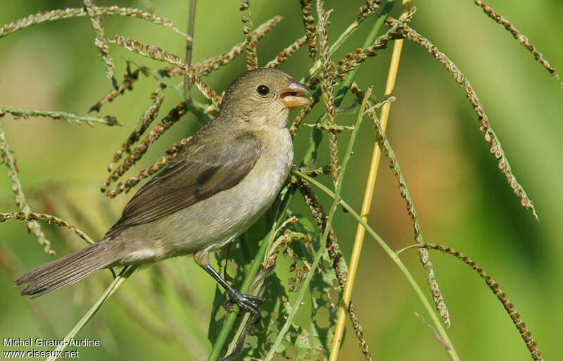 Lined Seedeater female adult, feeding habits