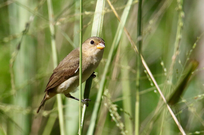 Lined Seedeater female adult