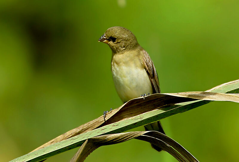 Lined Seedeater