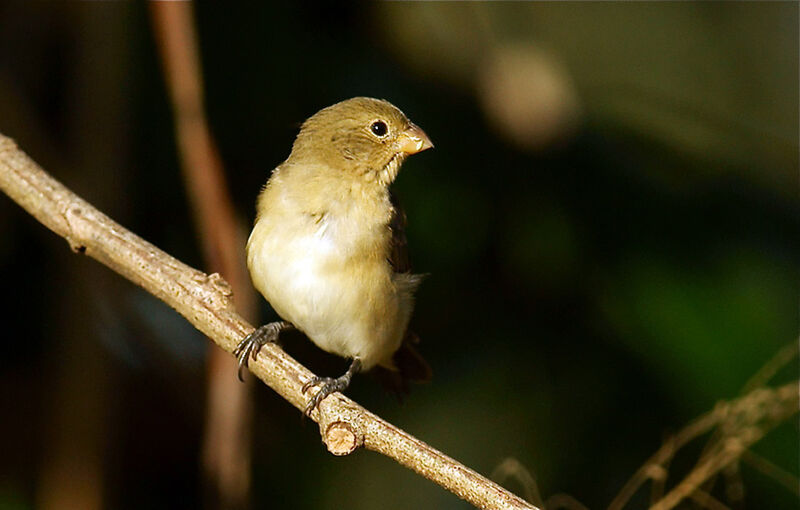 Lined Seedeater female, identification