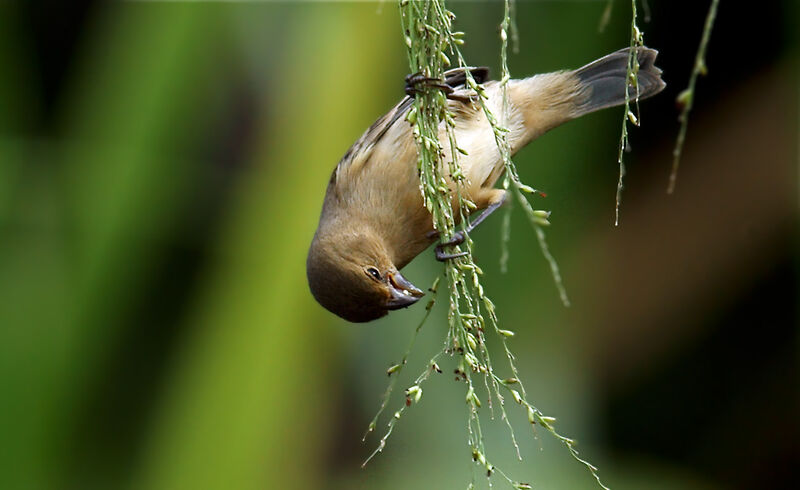 Lined Seedeater female adult, feeding habits