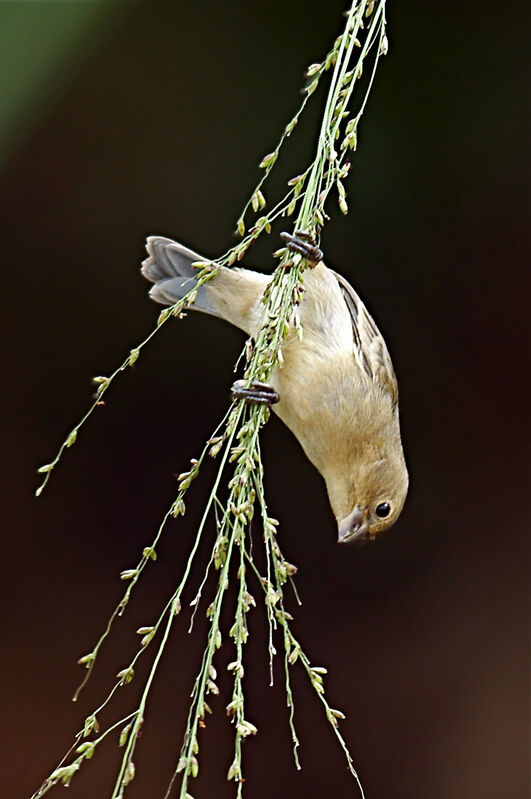 Lined Seedeateradult, feeding habits