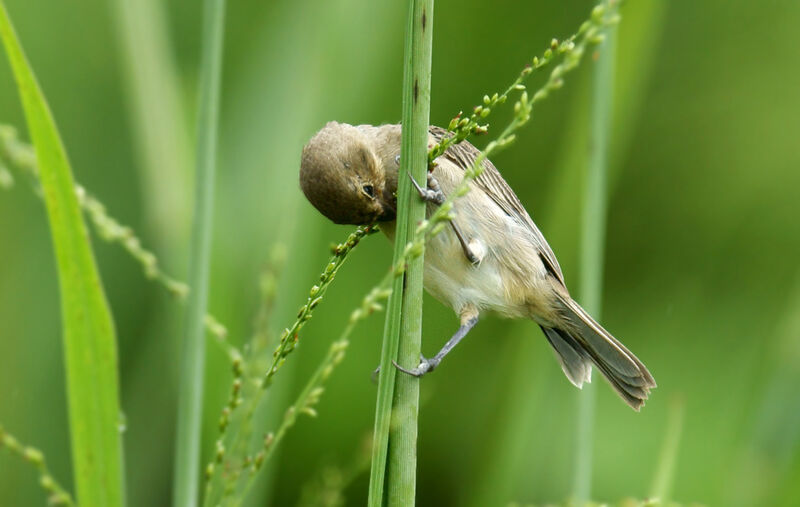 Lined Seedeater female adult