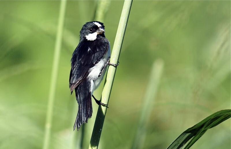 Lined Seedeater male adult