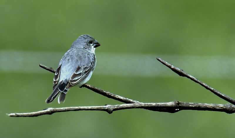 Plumbeous Seedeater