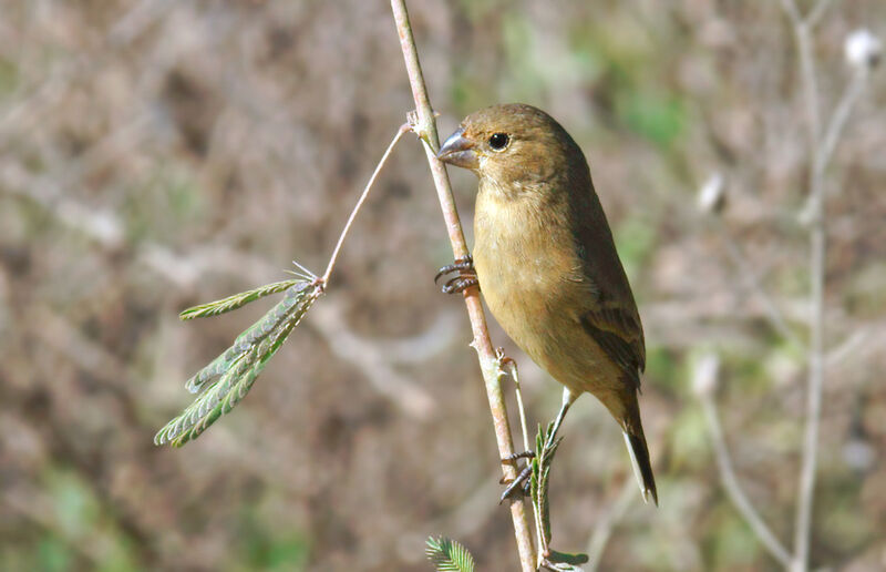 Plumbeous Seedeater female adult