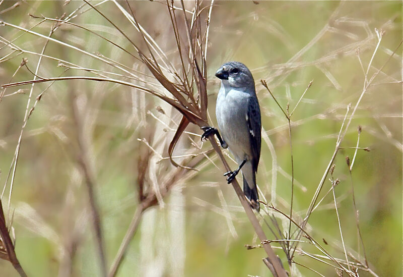 Plumbeous Seedeater male adult