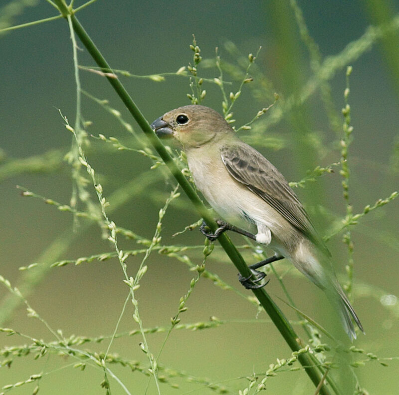 Sporophile gris-de-plomb femelle adulte